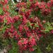 Weigelia NAIN ROUGE ® Courtanin