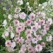 Lavatera Barnsley Baby