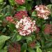 Viburnum Tino Gwenllian