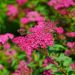 Spirea Dart's red