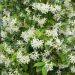 Gelsomino Stellato o Rincospermo o Trachelospermum jasminoides