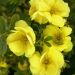 Potentilla DOUBLE PUNCH ® Gold 'Minjaun03'