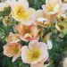 Potentilla DOUBLE PUNCH ® Peach ‘Minjaro01’