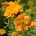 Potentilla DOUBLE PUNCH ® Tango 'Minora07'
