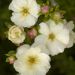 Potentilla DOUBLE PUNCH ® Cream ‘Mincrero01’