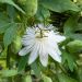Passiflora, Fiore della Passione o Passiflora X RIVERSIDE ® SNOW QUEEN ®