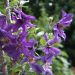 Clematide arbustiva SAPHYRA ® Violetta