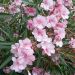 Laurier-rose ou Nerium oleander Ville de Carpentras