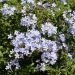 Plumbago auricolata o capensis