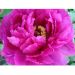 Peonia arbustiva Shima Daijin