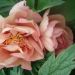 Peonia ibrida intersezionale o Paeonia X Itoh Callies Memory