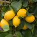 Limone quattro stagioni o Citrus limon