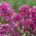 Lagerstroemia indica INDIYA CHARMS ® VIOLET D'ETE ® Indyvio