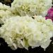 Hortensia ou Hydrangea macrophylla RENDEZ-VOUS® ANGELIQUE®