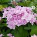 Ortensia o Hydrangea macrophylla YOU & ME® Forever RIE 01
