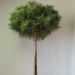 Pinus nigra BREPO ® Pierrick Bregeon ¼ tige