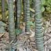 Bambù Phyllostachys aurea