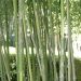 Bambù Phyllostachys aurea Flavescens Inversa