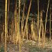 Bambù Phyllostachys aurea Holochrysa