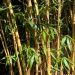 Bambù Phyllostachys bambusoides Castillonis