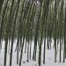 Bambù Phyllostachys viridiglaucescens