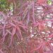 Acer palmatum Atrolineare