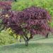 Acero giapponese o Acer palmatum Bloodgood