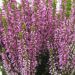 Bruyère d’été ou calluna vulgaris BEAUTY LADIES Rose