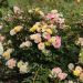 Rosa REVE DE PARIS ® Meilowmye