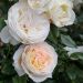 Rosa CAMILLE CLAUDEL ® Meiroguste