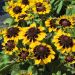 Rudbeckia nana Spotlight