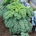 Cavolo Riccio (Kale) Westlandse Winter BIO