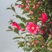 Camelia sasanqua Cleopatra, Camelia autunnale