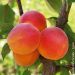 Albicocco Rossa del Roussillon Bio