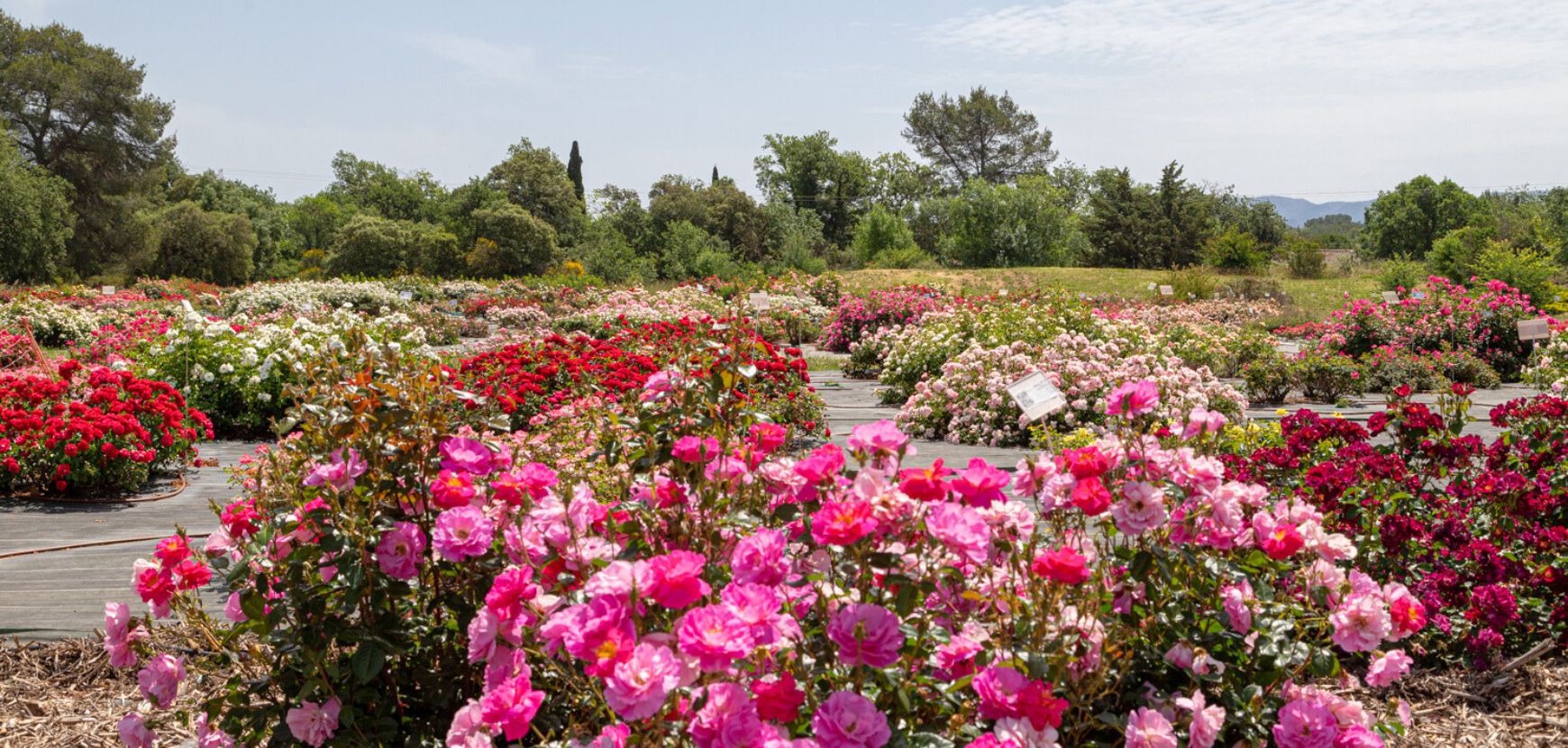 Meilland International